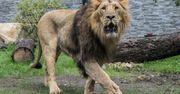 Lwica zabiła pracownika irańskiego zoo i uciekła razem z innym lwem