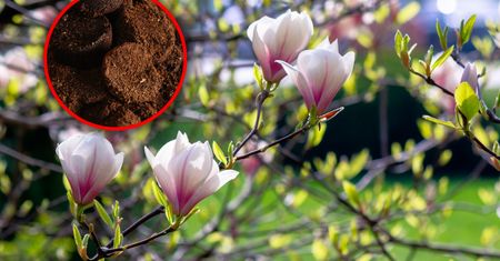 Rozsyp pod magnolią. Wiosną obsypie się kwiatami
