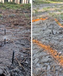Pułapka na leśnej drodze. Z ziemi wystawały metalowe wkręty