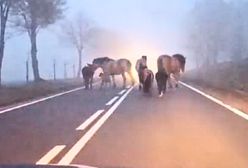 Wystraszyły się fajerwerków. Konie biegały po drodze w gęstej mgle