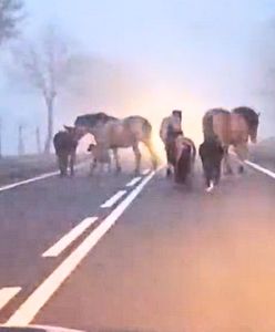 Wystraszyły się fajerwerków. Konie biegały po drodze w gęstej mgle