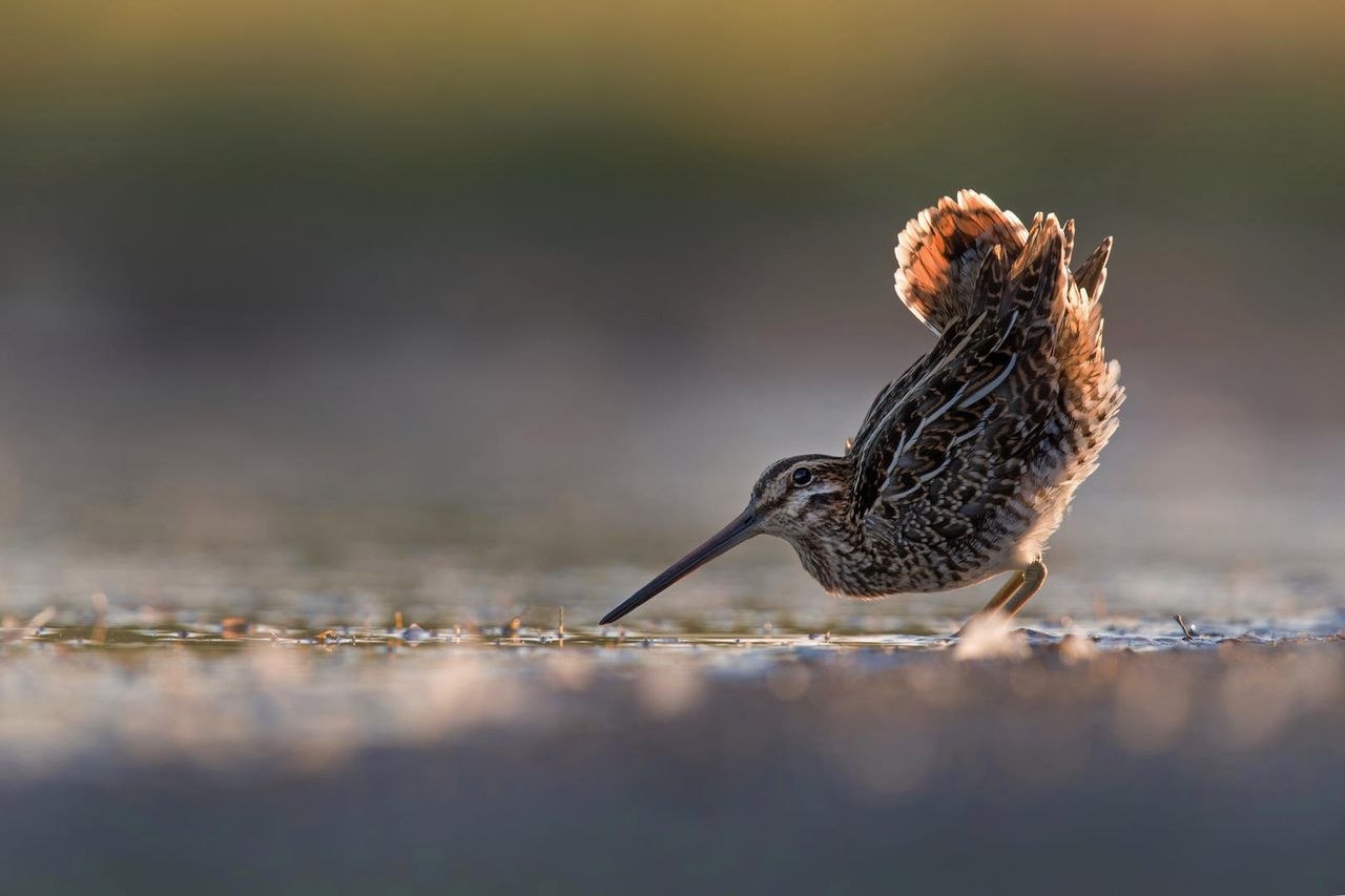 Fotografem roku 2018 został Pedro Jarque Krebs za zdjęcie "Black Friday – American Flamingos", które zwyciężyło również w kategorii "Kreatywne obrazy".