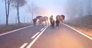 Wystraszyły się fajerwerków. Konie biegały po drodze w gęstej mgle