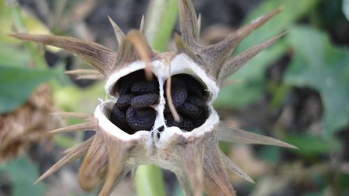 Nowe wykrywacze bomb na lotniskach? 1