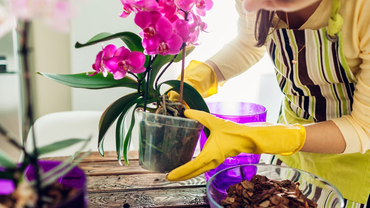 Storczyki będą kwitnąć, jeśli zajmiemy się nimi odpowiednio