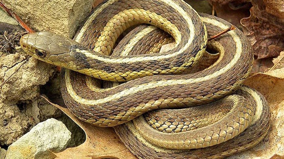 wąż, zdjęcie ilustracyjne