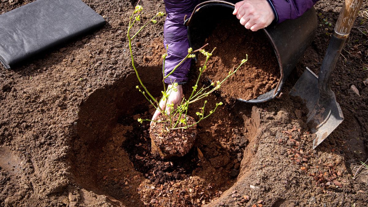 Person planting blueberry bush at home garden. Digging a hole, filling it with special acidic blueberry soil.
Person planting blueberry bush at home garden. Digging a hole, filling it with special acidic blueberry soil.
Helin Loik-Tomson
soil ph, acidic soil, grow, young, activity, berry bush, special, textile mulch