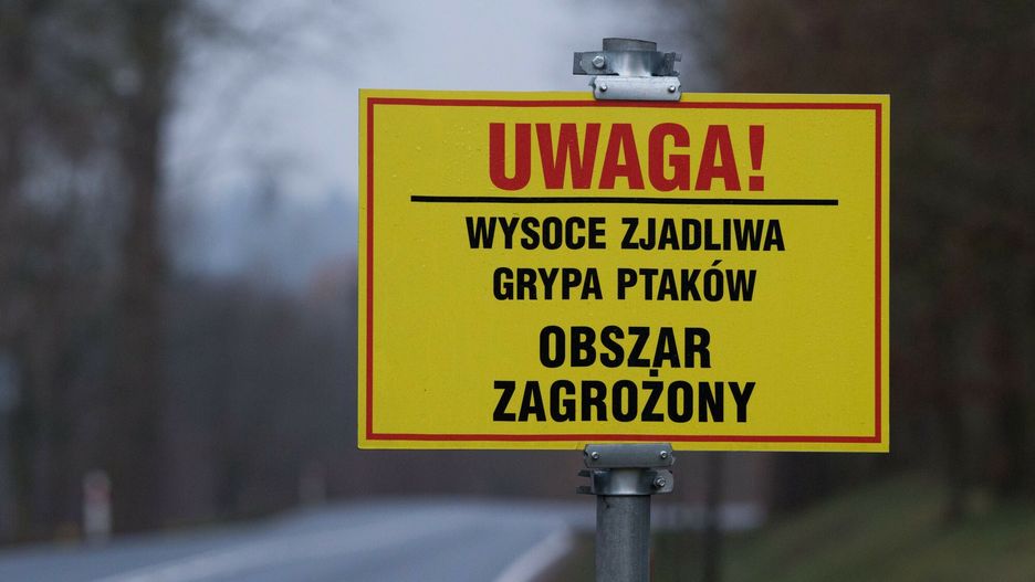 Podkarpacie. Powrót ptasiej grypy. Wykryto cztery ogniska choroby