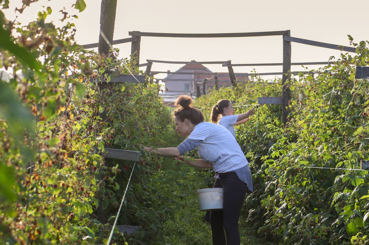 Rozdali plony za darmo. Teraz muszą zapłacić podatek