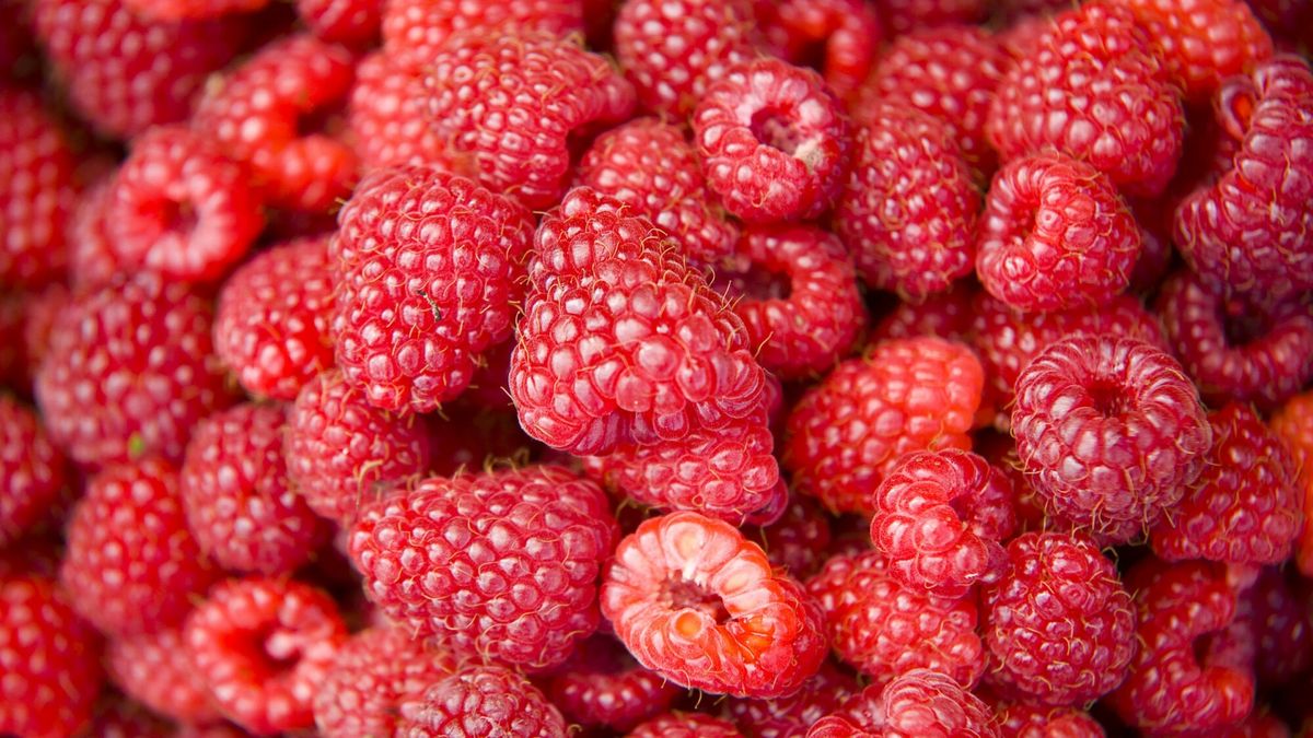 Z chwilą wejścia na rynek cena kilograma malin w hurcie może sięgnąć 65 zł