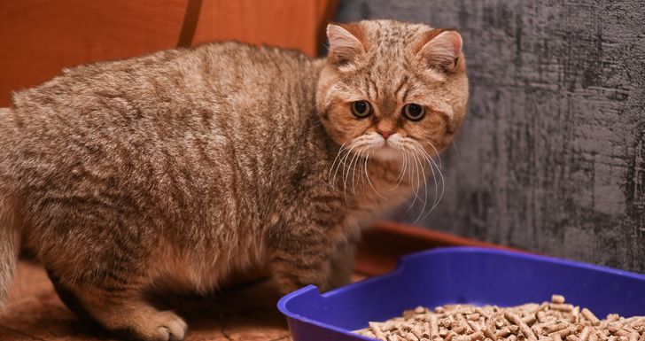 Jaka kuweta dla starszego kota? Jeden szczegół może robić dużą różnicę