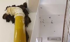 Inwazja w Libercu. Setki nietoperzy ukryte w szpitalnych zakamarkach