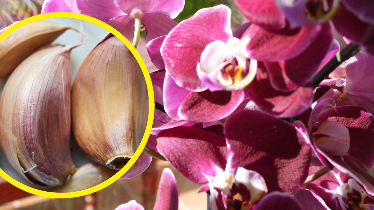 Czosnek może uratować nasze storczyki