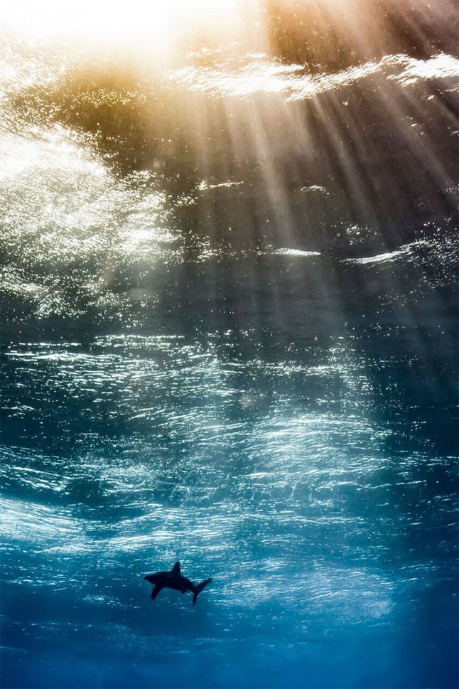 W kategorii Up & Coming najwybitniejsze prace pokazał Horacio Martinez z Argentyny. Portfolio tego fotografa zachwyciło jurorów swoją różnorodnością i podejściem do tematu fotografii podwodnej. Udowodnił on, że pasja jest kluczem do sukcesu.