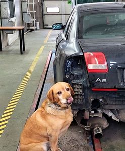 Wpadł podczas kontroli na granicy. Niespodziankę ukrytą w aucie znalazł pies
