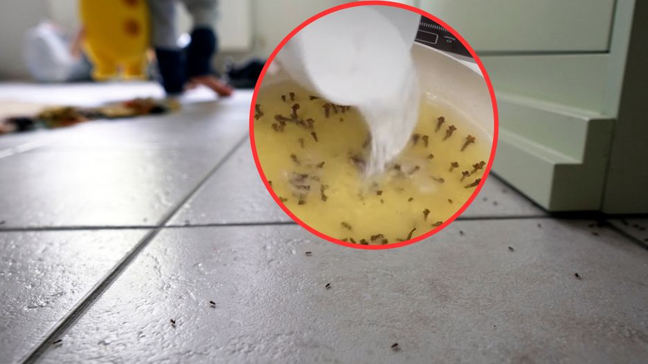 Genialna mikstura na robactwo. Prosta w przygotowaniu