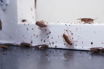 Coraz częściej pojawiają się w naszych domach. Od razu reaguj