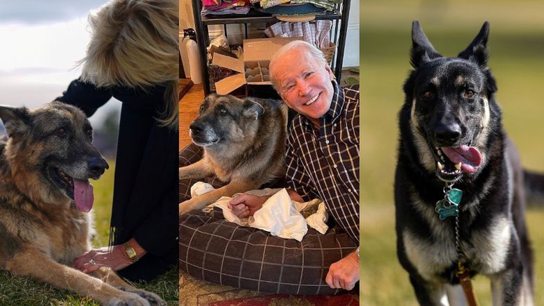 Psy Joe Bidena przeprowadzają się do Białego Domu