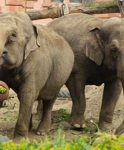 Wrocław. Światowy Dzień Słonia. W zoo święto