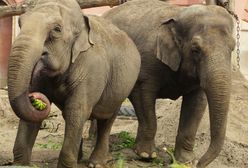 Wrocław. Światowy Dzień Słonia. W zoo święto