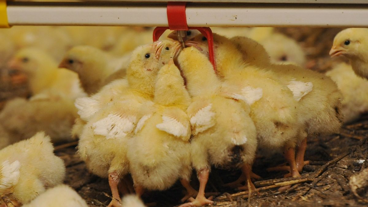 Wielka Brytania wykryła salmonellę w polskim drobiu