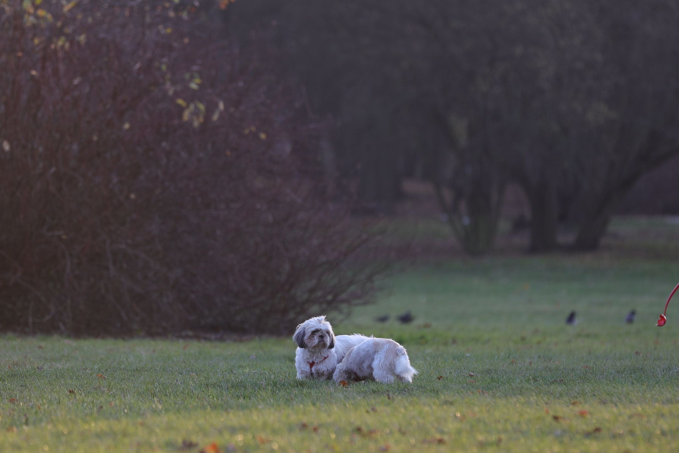 Canon EF 70-200 mm f/2.8L IS III USM - odświeżona wersja świetnego obiektywu [test] 37