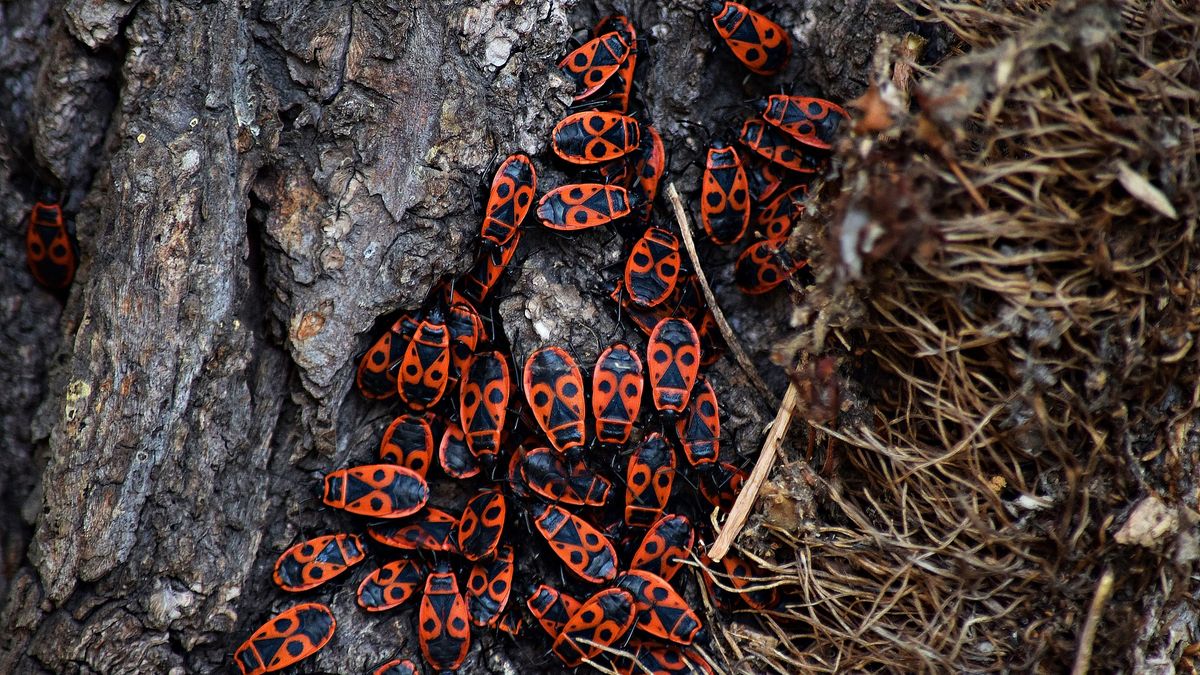 Tego nie rób, jeżeli masz kowale bezskrzydłe w ogrodzie