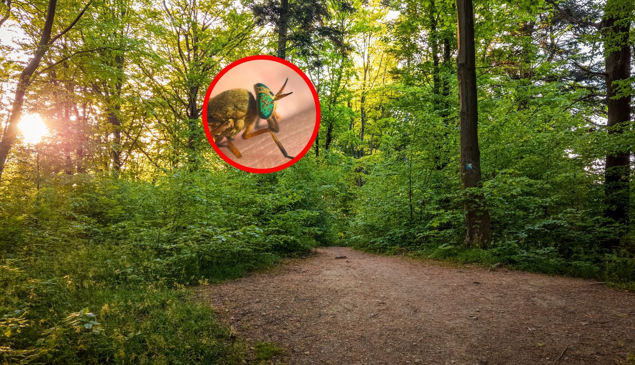 Leśnicy ostrzegli. Ogromne poruszenie. "Piekielnie boli"