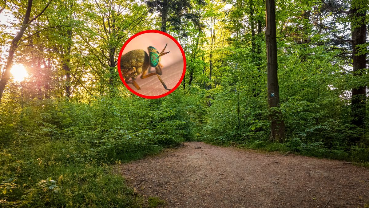 Krwiopijny owad obecny w lasach w Polsce.