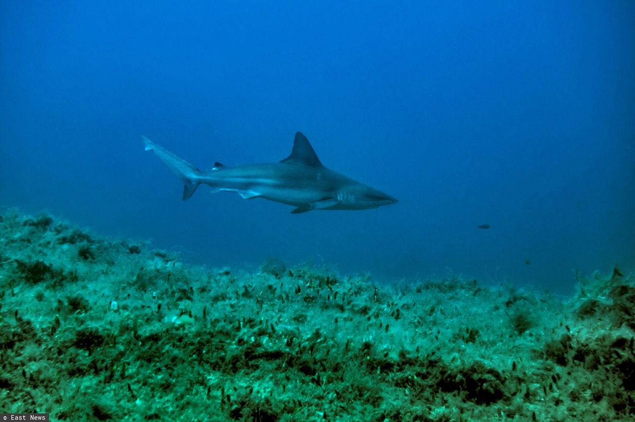 Sharks in Portugal