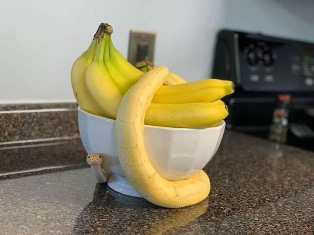 Wąż, który zawieruszył się w bananach