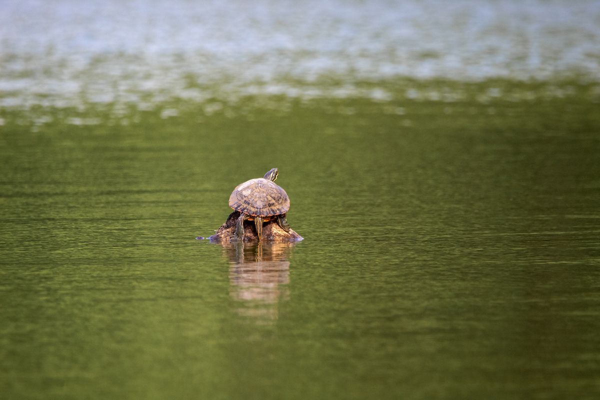 W Wigierskim Parku Narodowym grasuję drapieżny żółw z Kalifornii