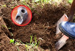 Prehistoryczne odkrycie w gminie Sztutowo. Odnaleziono tajemniczy przedmiot