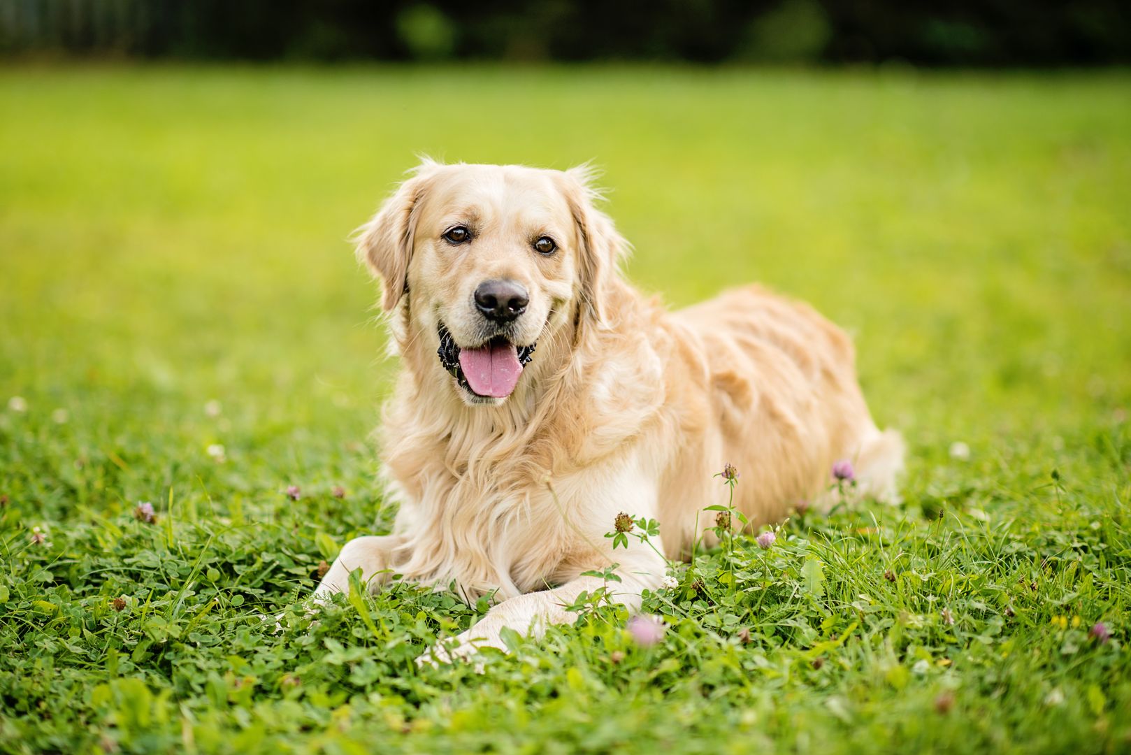 Golden retriever