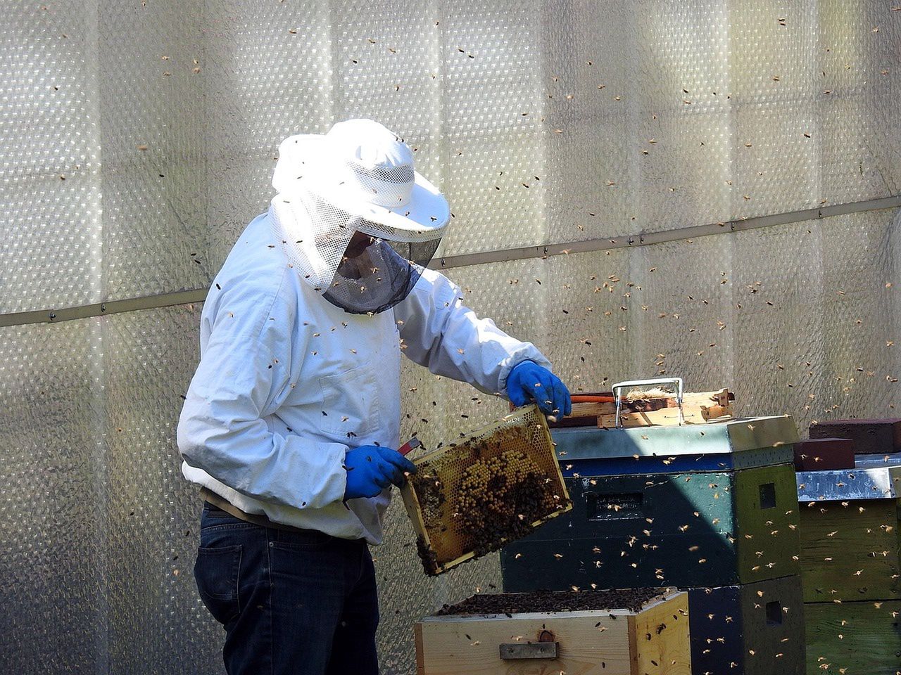 Polscy pszczelarze pod presją: Import miodu zagraża rodzimemu przemysłowi