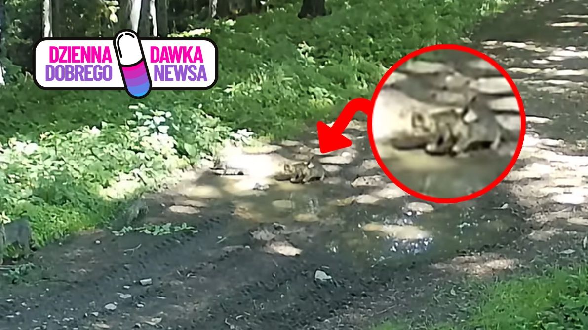 Niezwykłe spotkanie w lesie