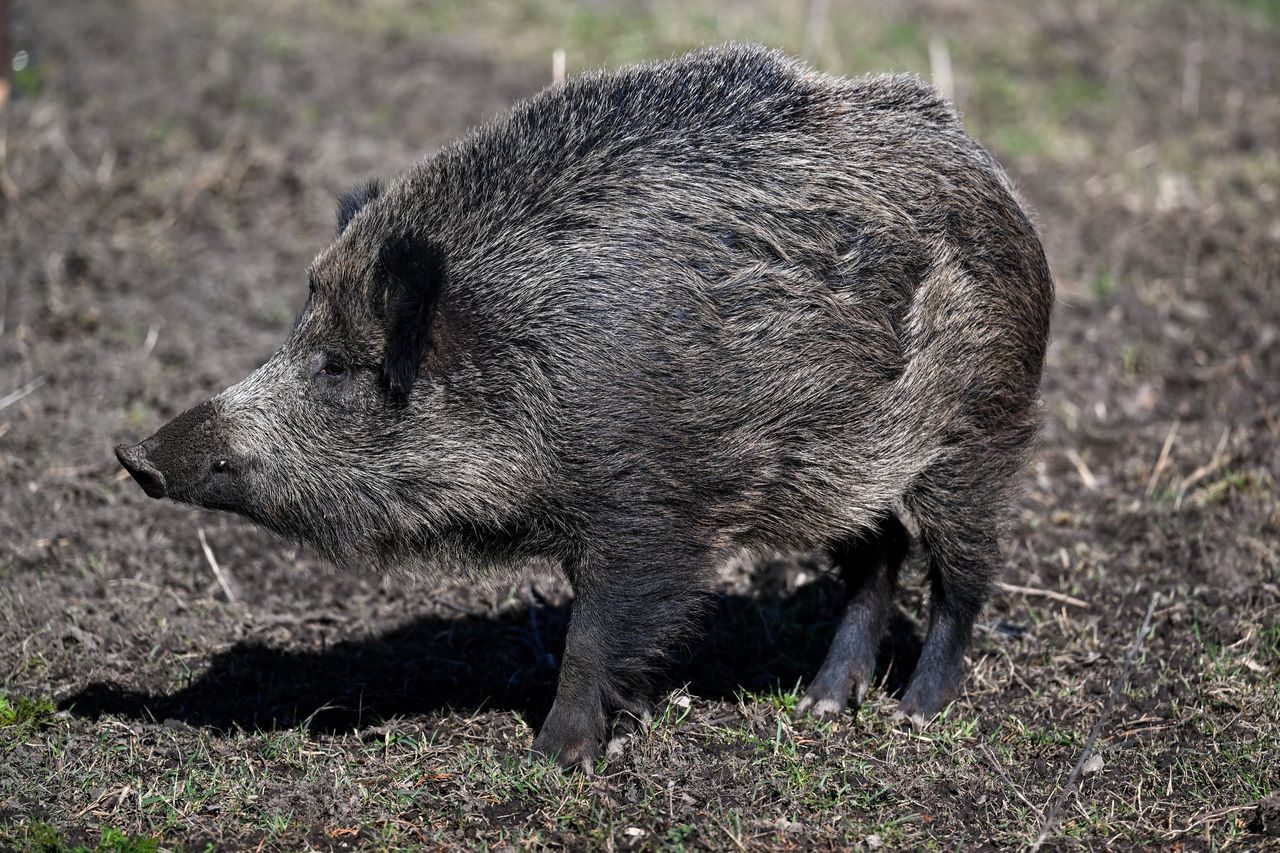 Locha zaatakowała 22-latkę. Nikt nie wezwał pomocy