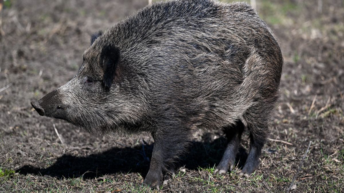Dzik zaatakował 22-latkę spacerującą z psami