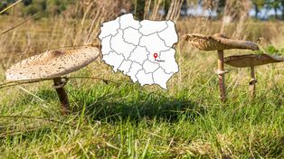 W lasach pojawiły się kanie. Gdzie szukać pierwszych okazów już w sierpniu?