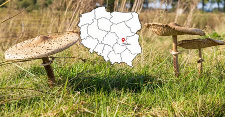 W lasach pojawiły się kanie. Gdzie szukać pierwszych okazów już w sierpniu?