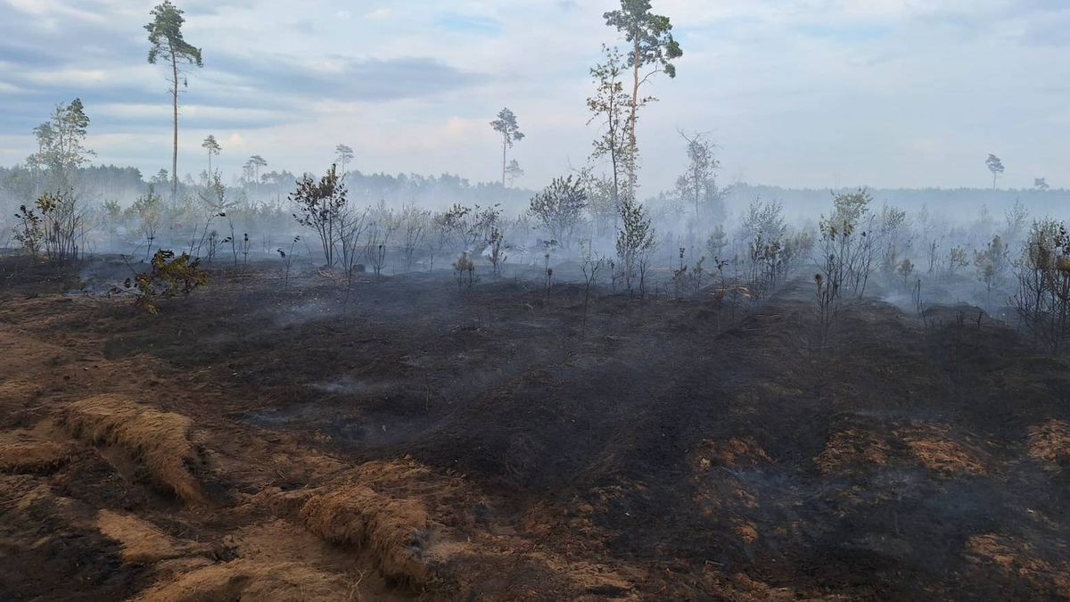 Pożar w Wielkopolsce strawił ponad 20 hektarów lasu w okolicach Gniezna