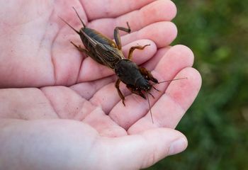 To jeden z największych owadów w Polsce. Gdy zobaczysz, od razu reaguj