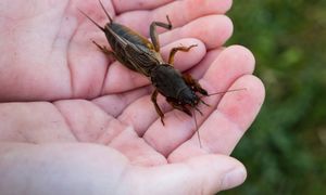 To jeden z największych owadów w Polsce. Gdy zobaczysz, od razu reaguj
