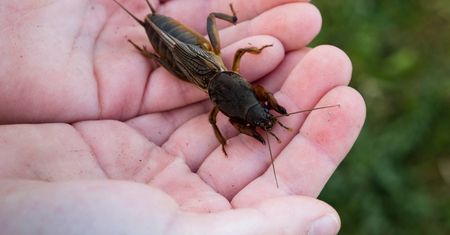To jeden z największych owadów w Polsce. Gdy zobaczysz, od razu reaguj