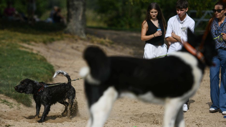 W Rokietnicy pod Poznaniem czworonogi nie są bezpieczne