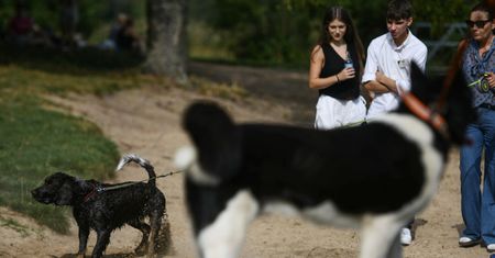 Bestialskie ataki na psy. Mieszkańcy ostrzegają się w mediach społecznościowych