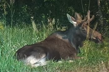 Łoś Emil znów hitem sieci. Był widziany przy granicy z Bawarią