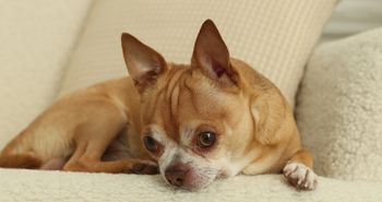 Chihuahua ma w DNA ślady kojota. Naukowcy odkryli zaskakującą historię małego psa