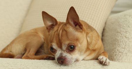 Chihuahua ma w DNA ślady kojota. Naukowcy odkryli zaskakującą historię małego psa