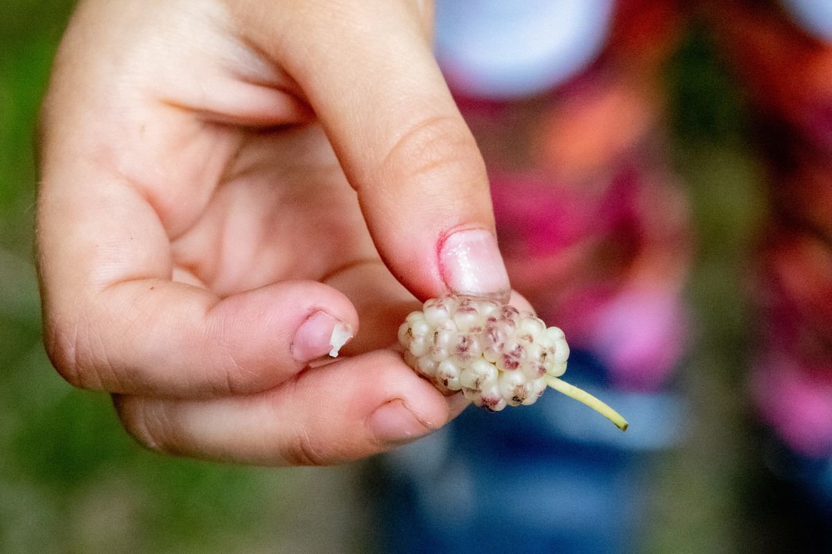 White mulberry fruits resemble white blackberries.